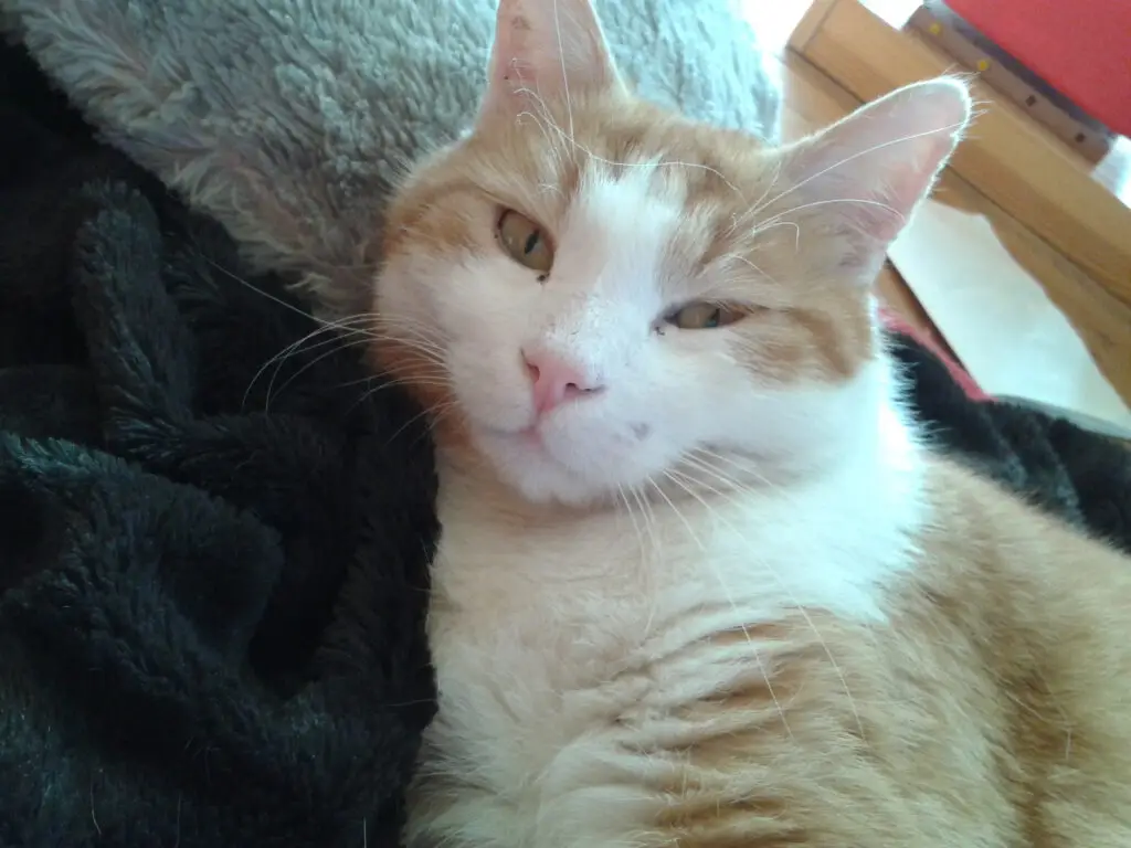 Burli war ein eigensinniger Kater