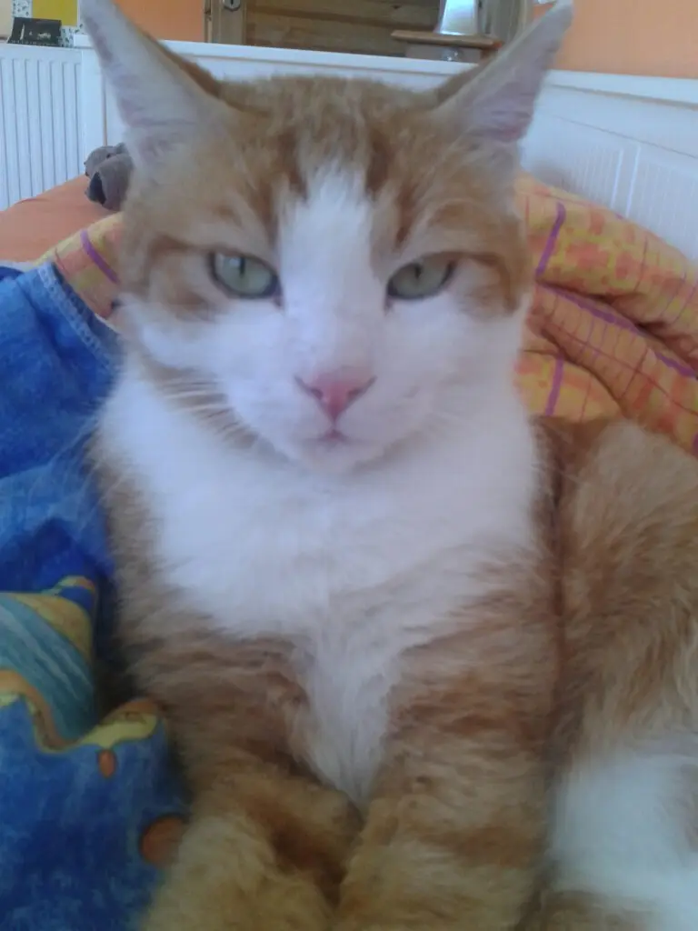 Burli alte Katze an die eine Gedenkseite für Katzen erinnert