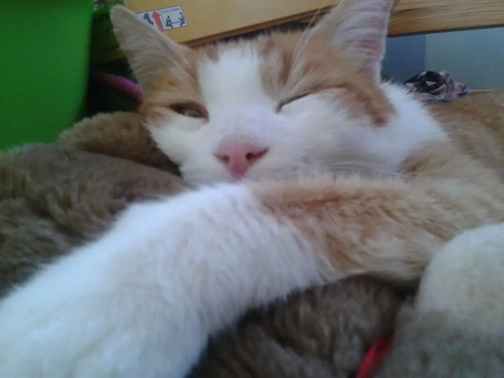 verstorbener Kater, alte Katze, Tierurne