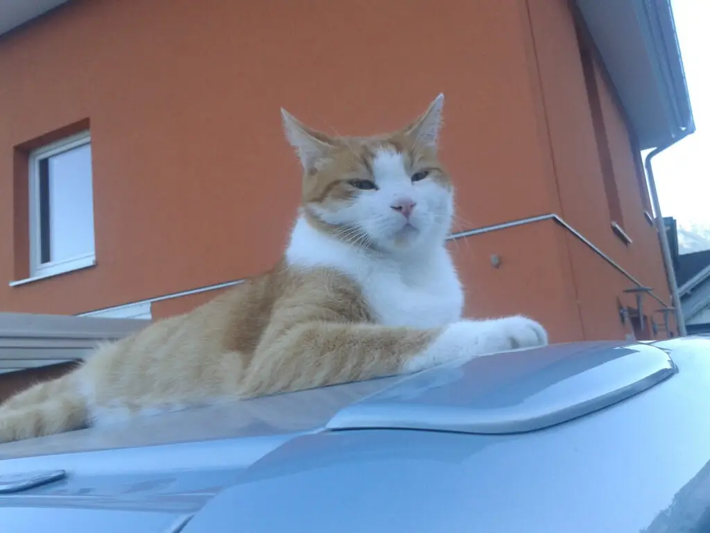 Alles hier gehört mir, sagt Kater Burli