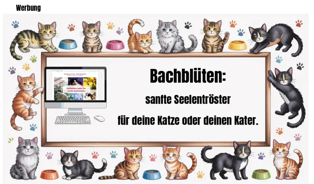 Bachblüten für Katzen