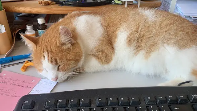 Schlafender Kater Sammy auf dem Schreibtisch