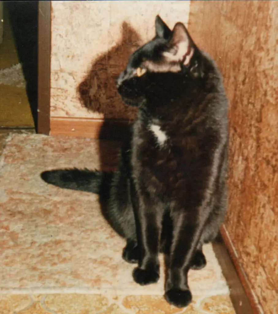 alter Kater, der fast 22 Jahre wurde.