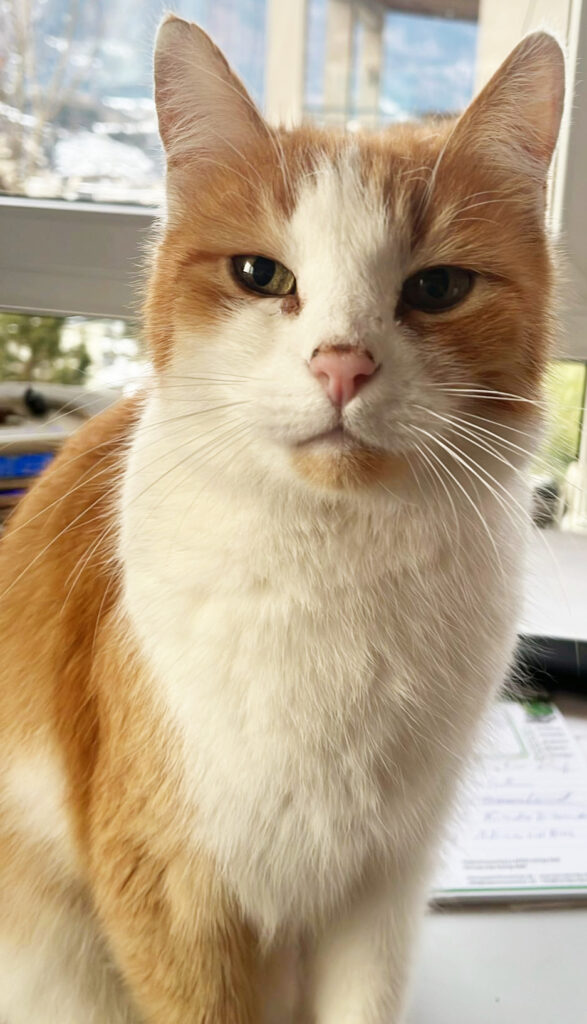 alter Kater testet Katzenprodukte