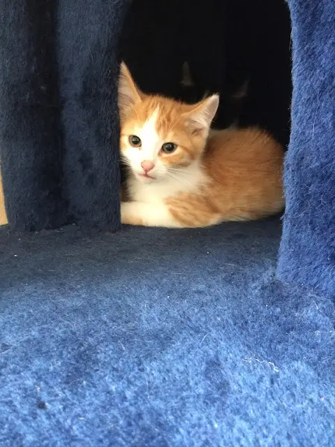 Auch ein alter Kater war mal Jung. Babykatze Sammy im Tierheim