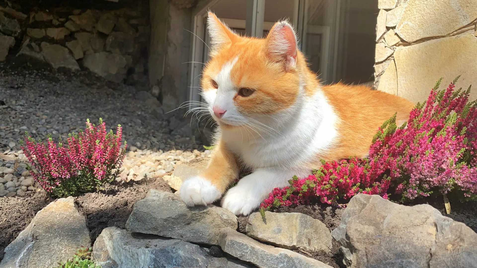 Unser Seniorkater ist 12 Jahre alt