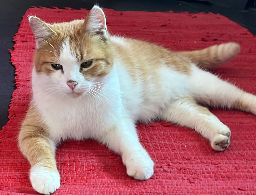 Sammys persönlicher Katertipps