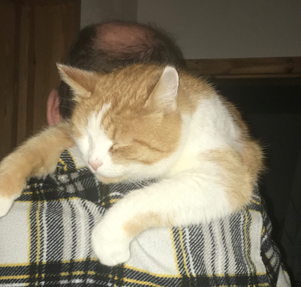 Wie ein Kater seine Liebe zeigt