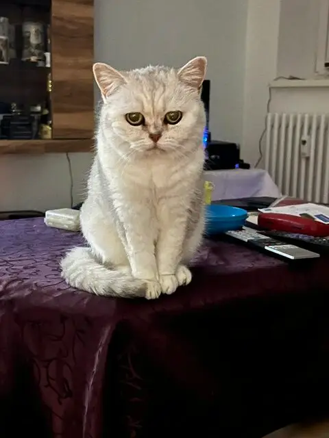 Katze Bijou verstarb mit 17 Jahren