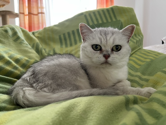 Die Katze Bijou lieferte Ideen für die Buchreihe von Ingo Schorler "Zaubermaus!