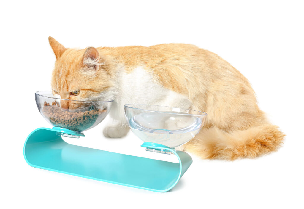 Katze frisst aus der Schüssel