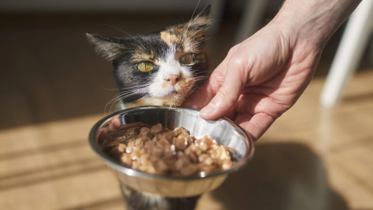 alte Katze bekommt ihr Futter