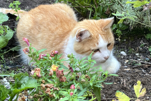 Darf ich mich vorstellen … Sammy