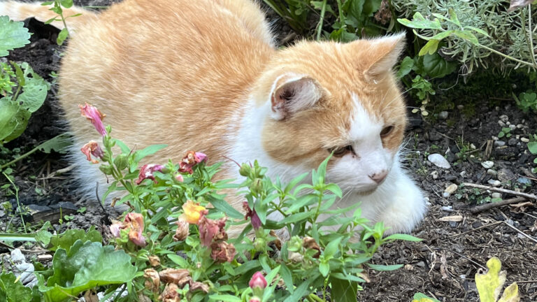 Kater Sammy im Garten. Den liebt er auch im Alter über alles.
