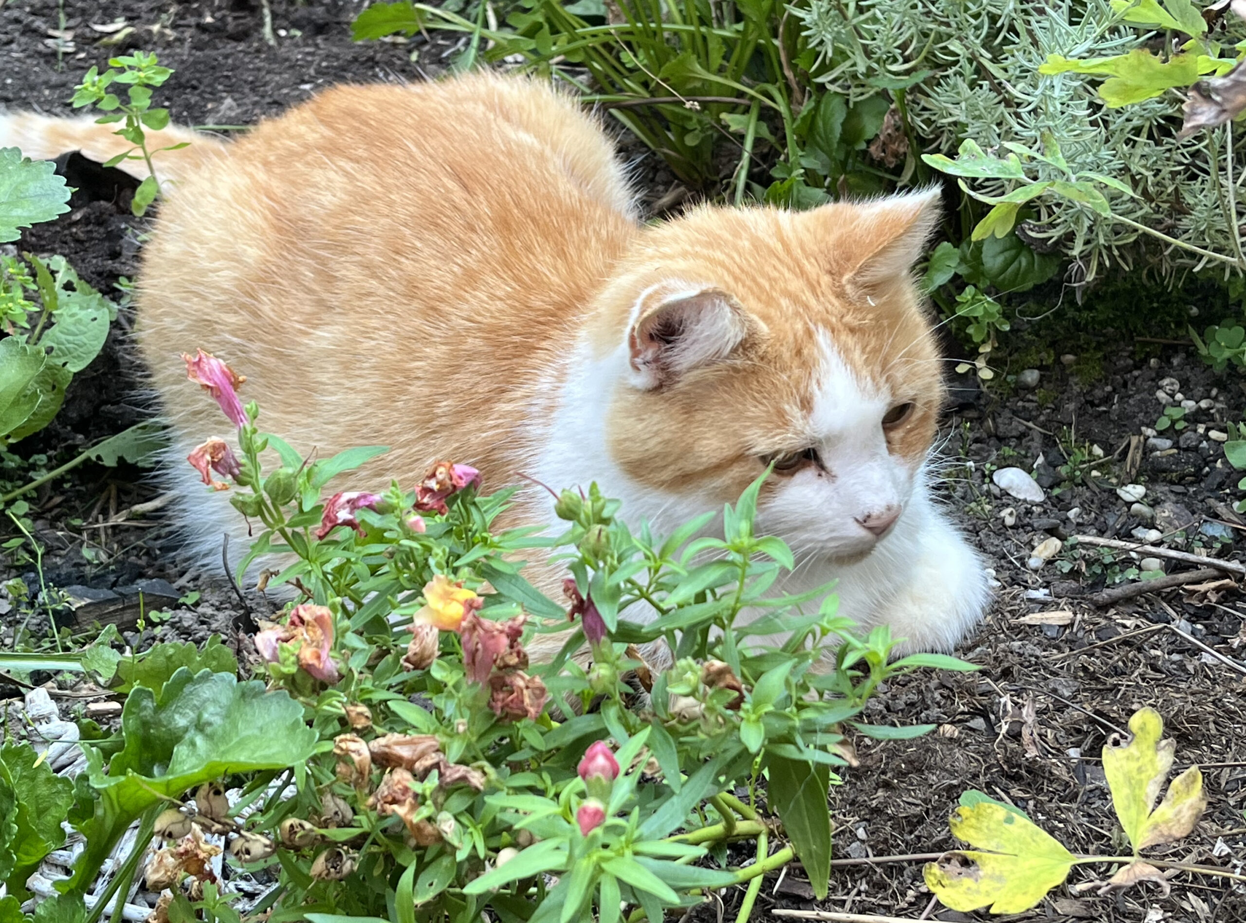Kater Sammy im Garten. Den liebt er auch im Alter über alles.