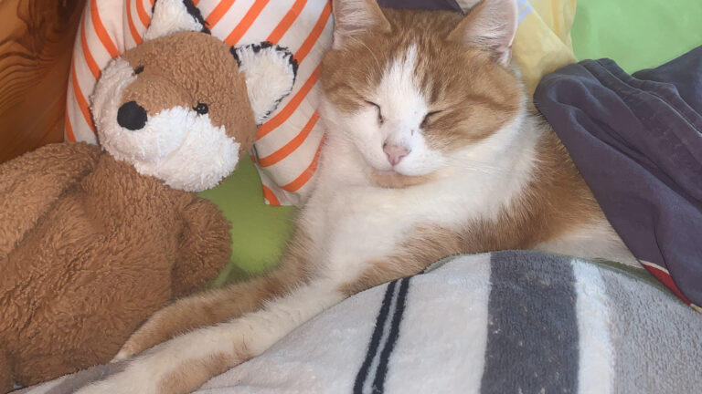 Kater Sammy schläft im Bett