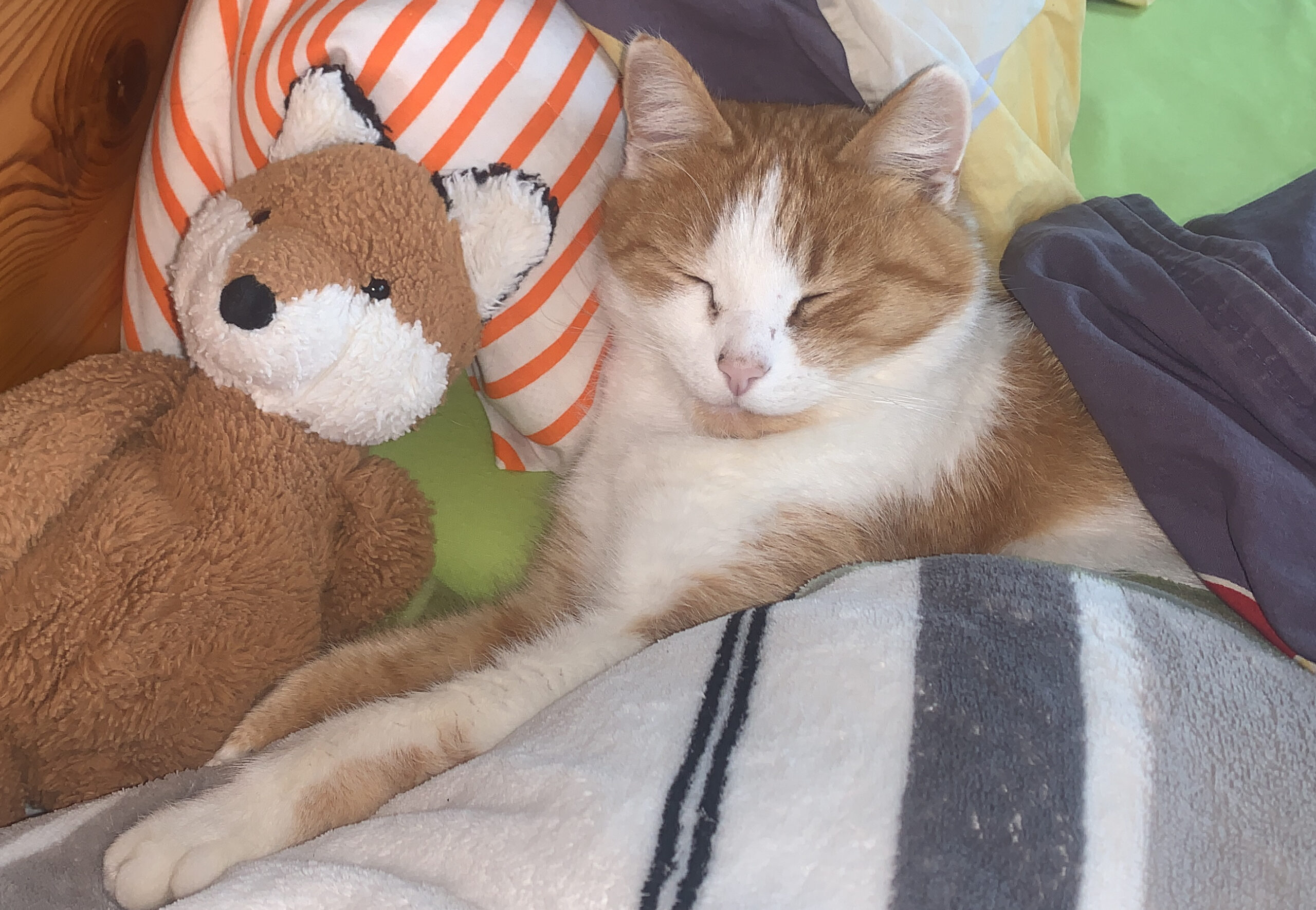 Kater Sammy schläft im Bett