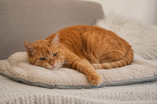 Arthrose bei alten Katzen – Schmerzen erkennen und Lebensqualität verbessern