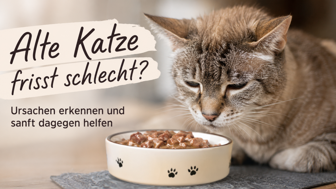 Deine alte Katze frisst schlecht? Woran es liegen und was helfen kann