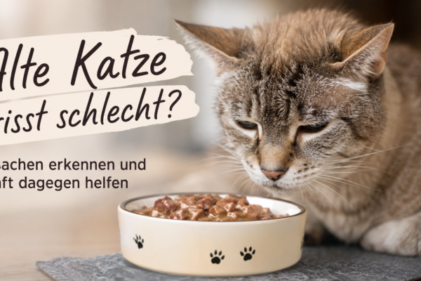 Deine alte Katze frisst schlecht? Woran es liegen und was helfen kann