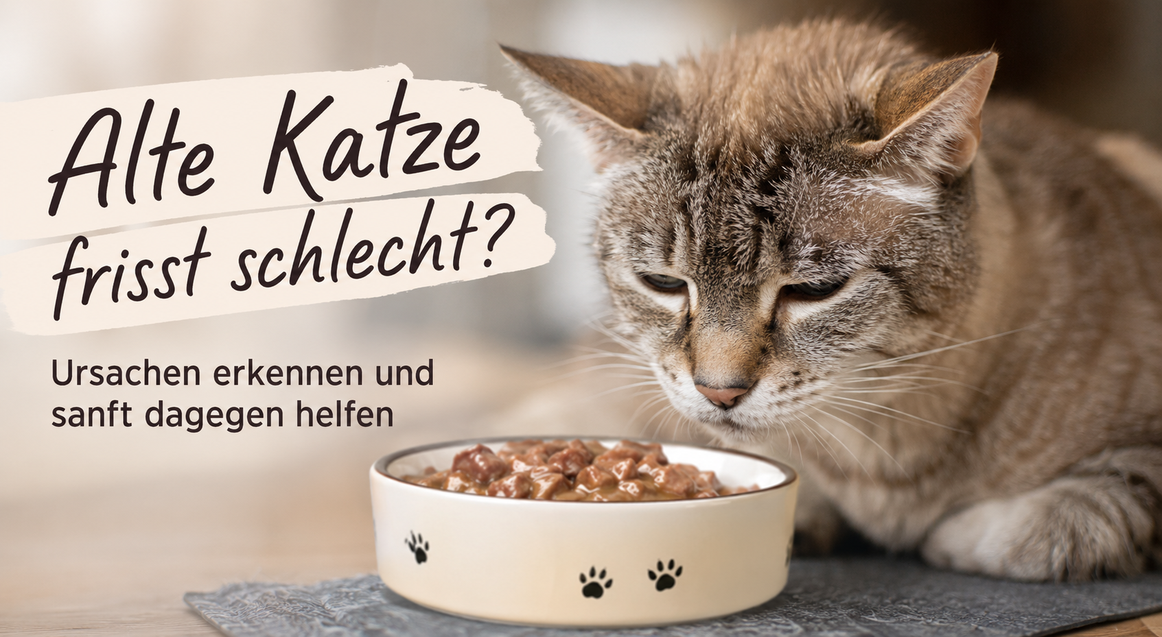 Alte Katze sitzt vor Fressnapf